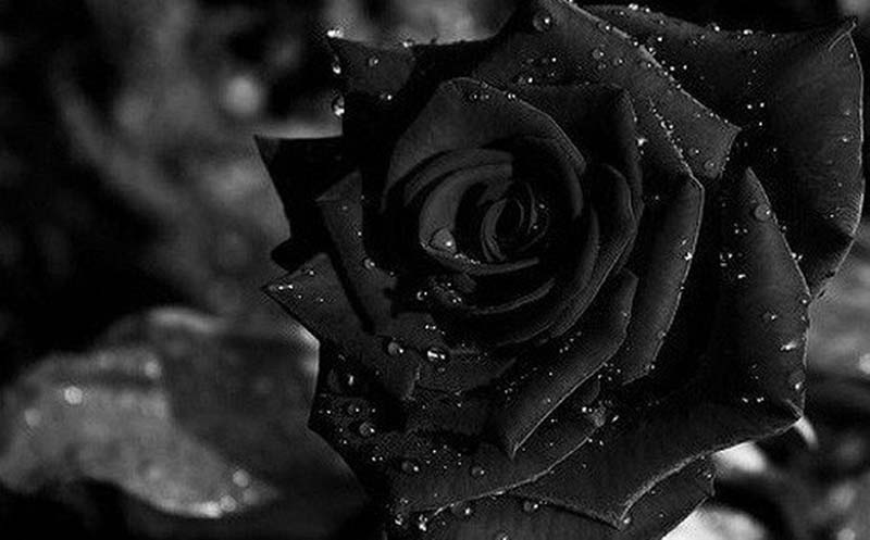 Hoa Hồng đen-Bi kịch trong tình yêu