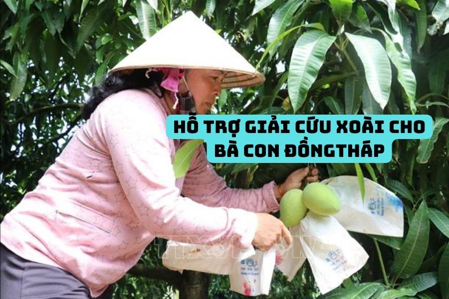 Nguyễn Hữu Duy cùng Bong88TOP hỗ trợ giải cứu xoài cho bà con Đồng Tháp